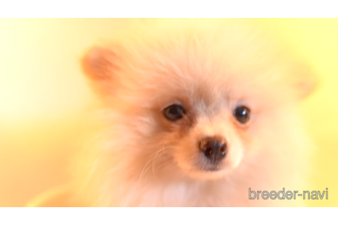 成約済の東京都のポメラニアン-154172の2枚目